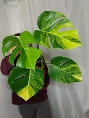 Monstera Aurea
