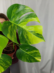 Monstera Aurea