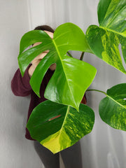 Monstera Aurea