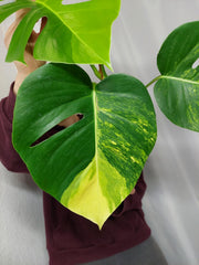 Monstera Aurea