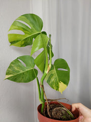 Monstera Aurea