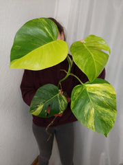 Monstera Aurea