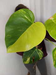Monstera Aurea