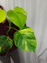 Monstera Aurea