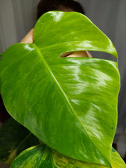 Monstera Aurea