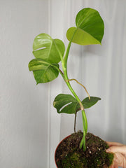Monstera Aurea