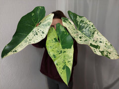 Philodendron Ilsemanii Variegata