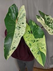 Philodendron Ilsemanii Variegata
