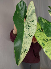 Philodendron Ilsemanii Variegata
