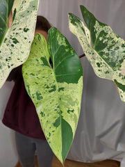 Philodendron Ilsemanii Variegata