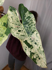 Philodendron Ilsemanii Variegata