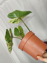 Philodendron Ilsemanii Variegata