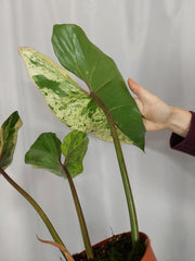 Philodendron Ilsemanii Variegata