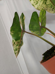 Philodendron Ilsemanii Variegata