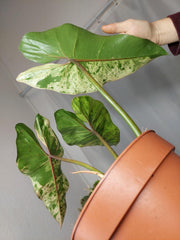 Philodendron Ilsemanii Variegata