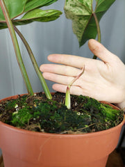 Philodendron Ilsemanii Variegata