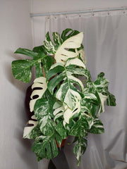 Monstera Variegata buschig
