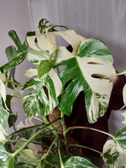 Monstera Variegata buschig