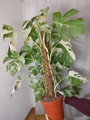 Monstera Variegata buschig