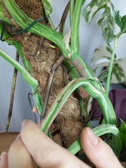 Monstera Variegata buschig