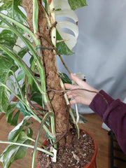 Monstera Variegata buschig