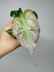 Alocasia Venom Pink Mint