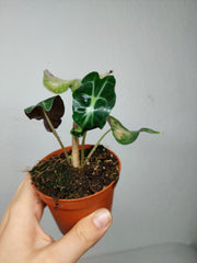Alocasia Venom Pink Mint