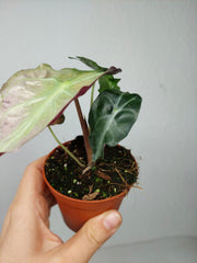 Alocasia Venom Pink Mint