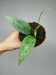 Hoya Flagellata Silver