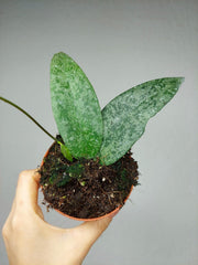 Hoya Flagellata Silver