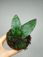 Hoya Flagellata Silver
