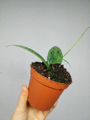 Hoya Flagellata Silver
