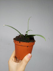 Hoya Flagellata Silver