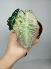 Alocasia Venom Pink Mint