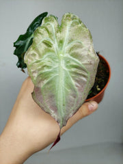 Alocasia Venom Pink Mint