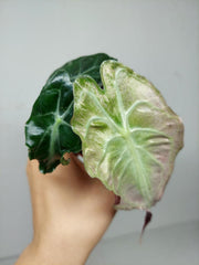 Alocasia Venom Pink Mint