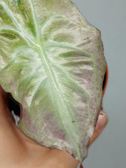 Alocasia Venom Pink Mint