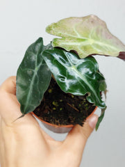 Alocasia Venom Pink Mint