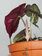 Alocasia Venom Pink Mint