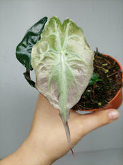 Alocasia Venom Pink Mint