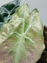 Alocasia Venom Pink Mint
