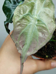 Alocasia Venom Pink Mint