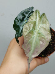 Alocasia Venom Pink Mint
