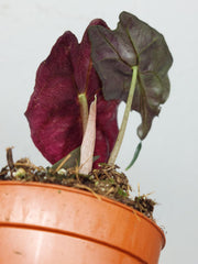 Alocasia Venom Pink Mint