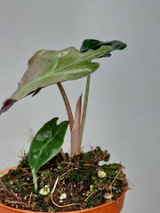 Alocasia Venom Pink Mint
