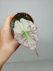 Alocasia Venom Pink Mint