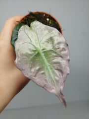 Alocasia Venom Pink Mint