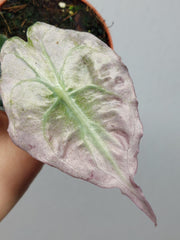Alocasia Venom Pink Mint