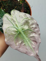 Alocasia Venom Pink Mint