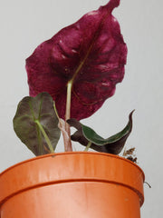 Alocasia Venom Pink Mint